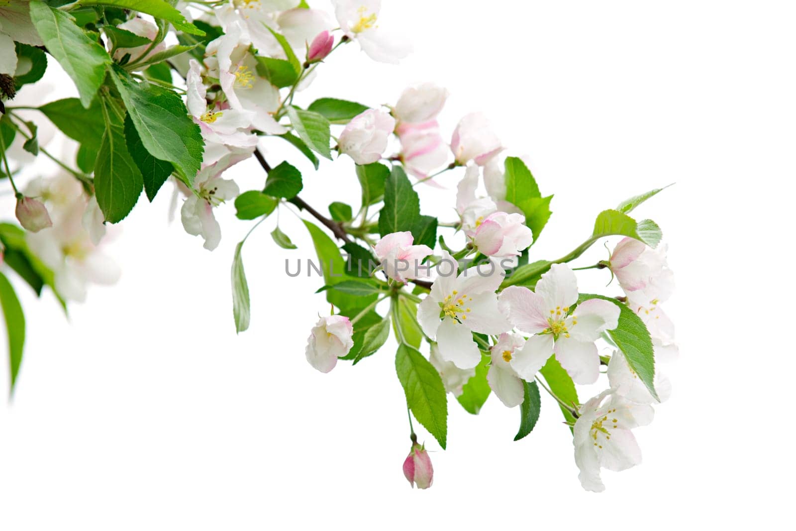 Blooming apple tree branch