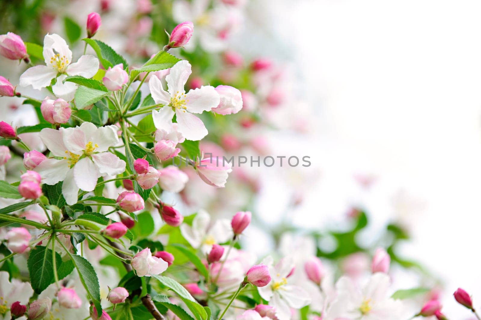 Apple blossoms background