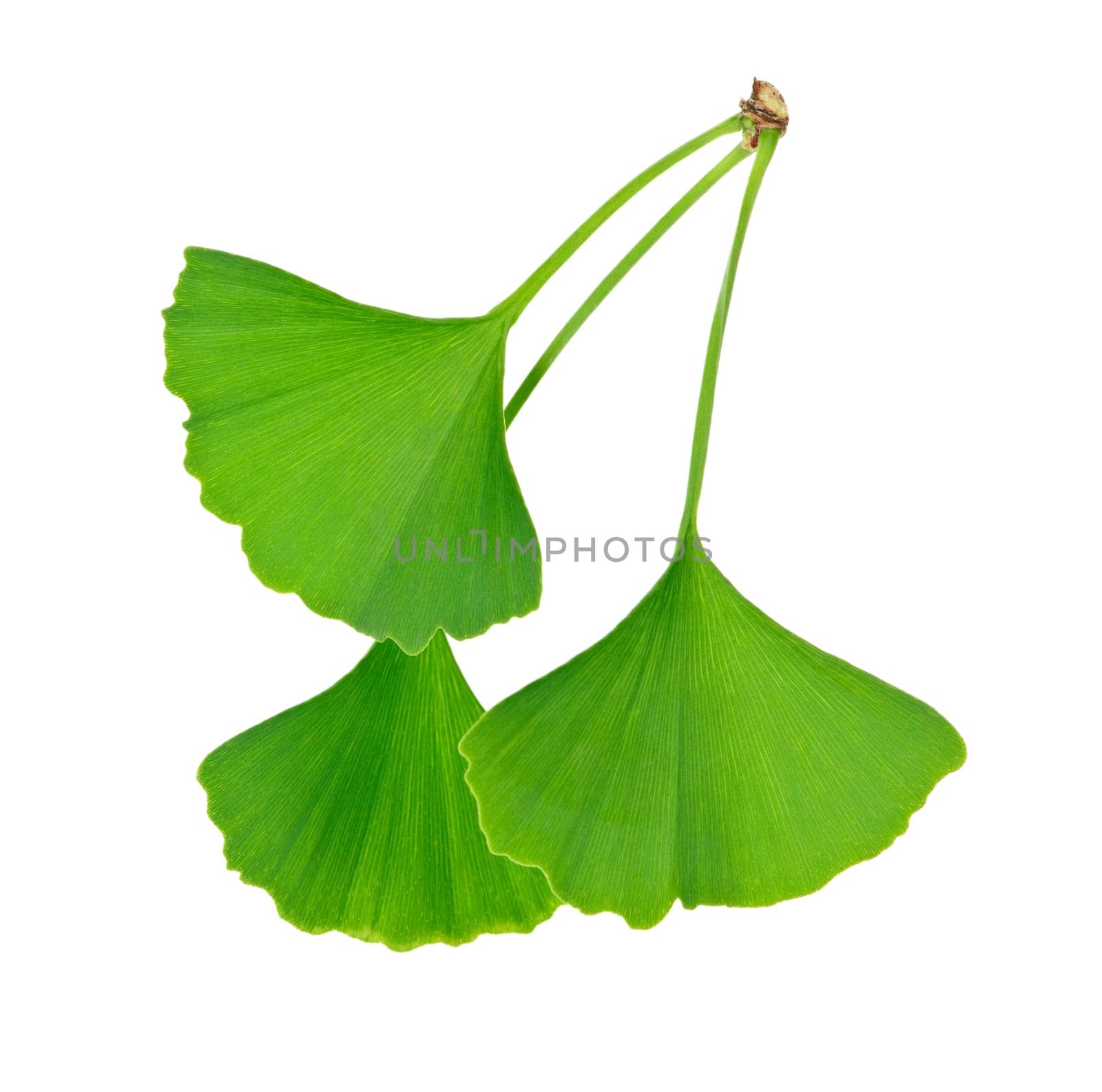 Ginkgo Biloba leaves