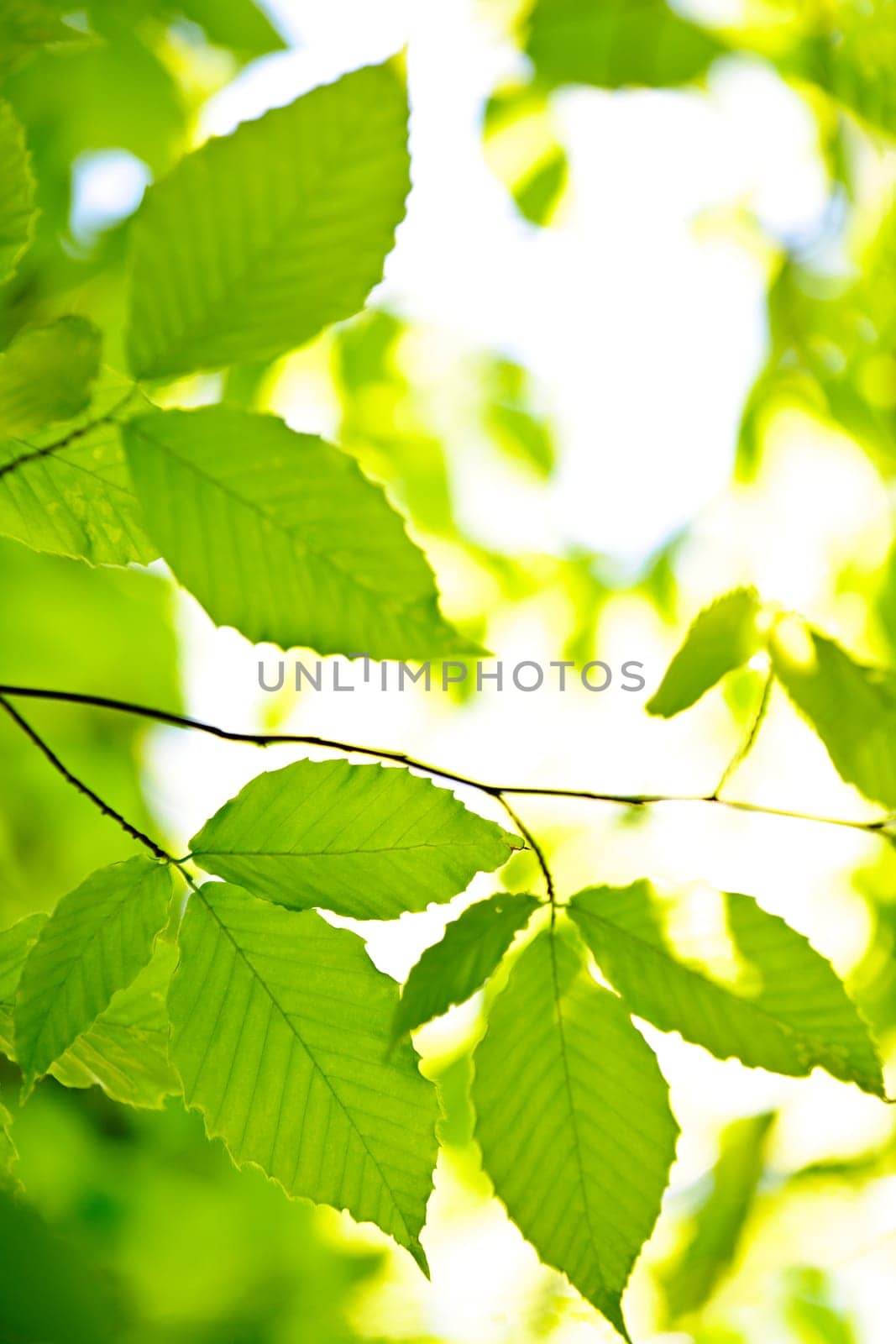 Green spring leaves