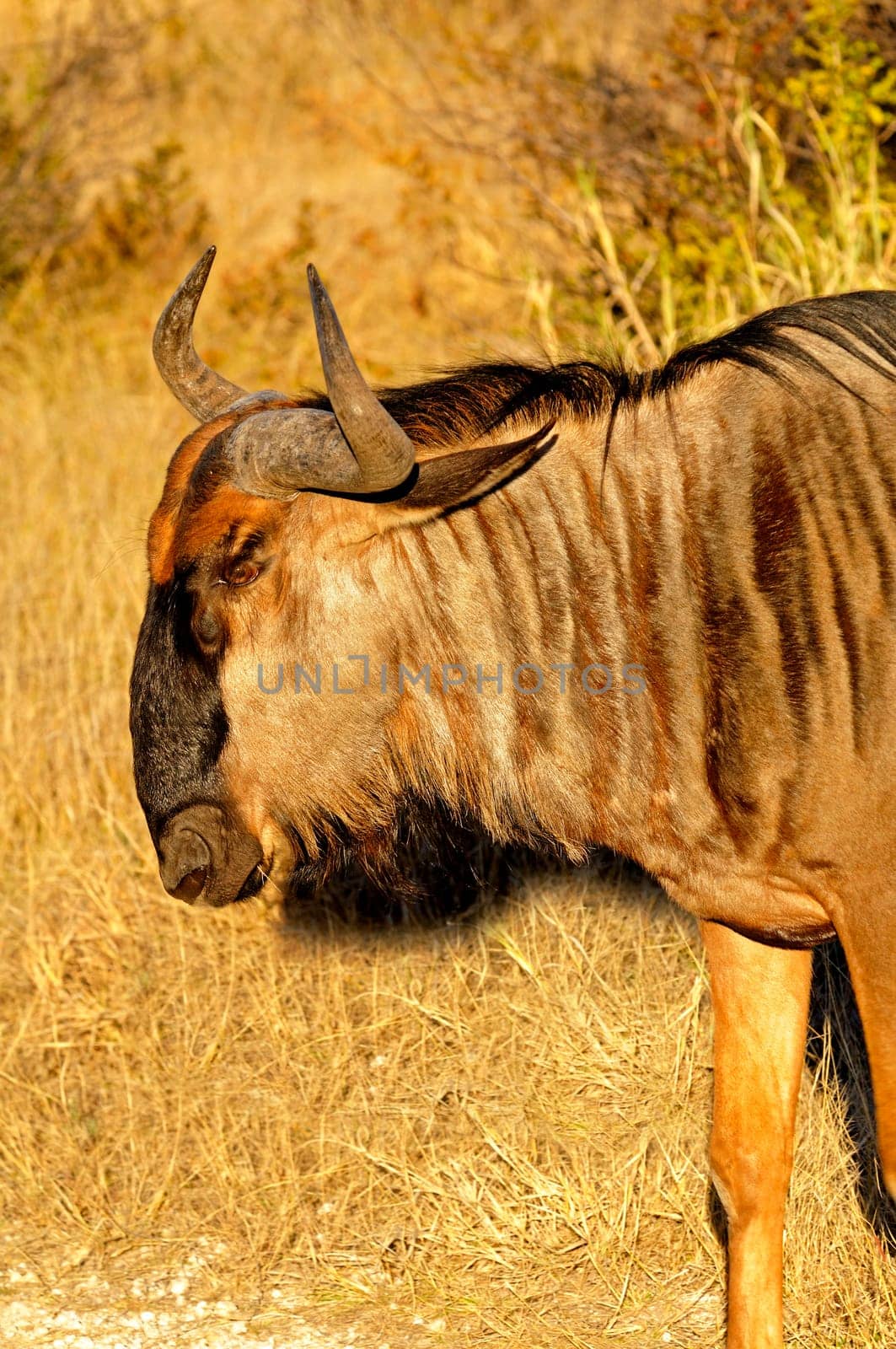 Blue wildebeest,Connochaetes taurinus,Africa