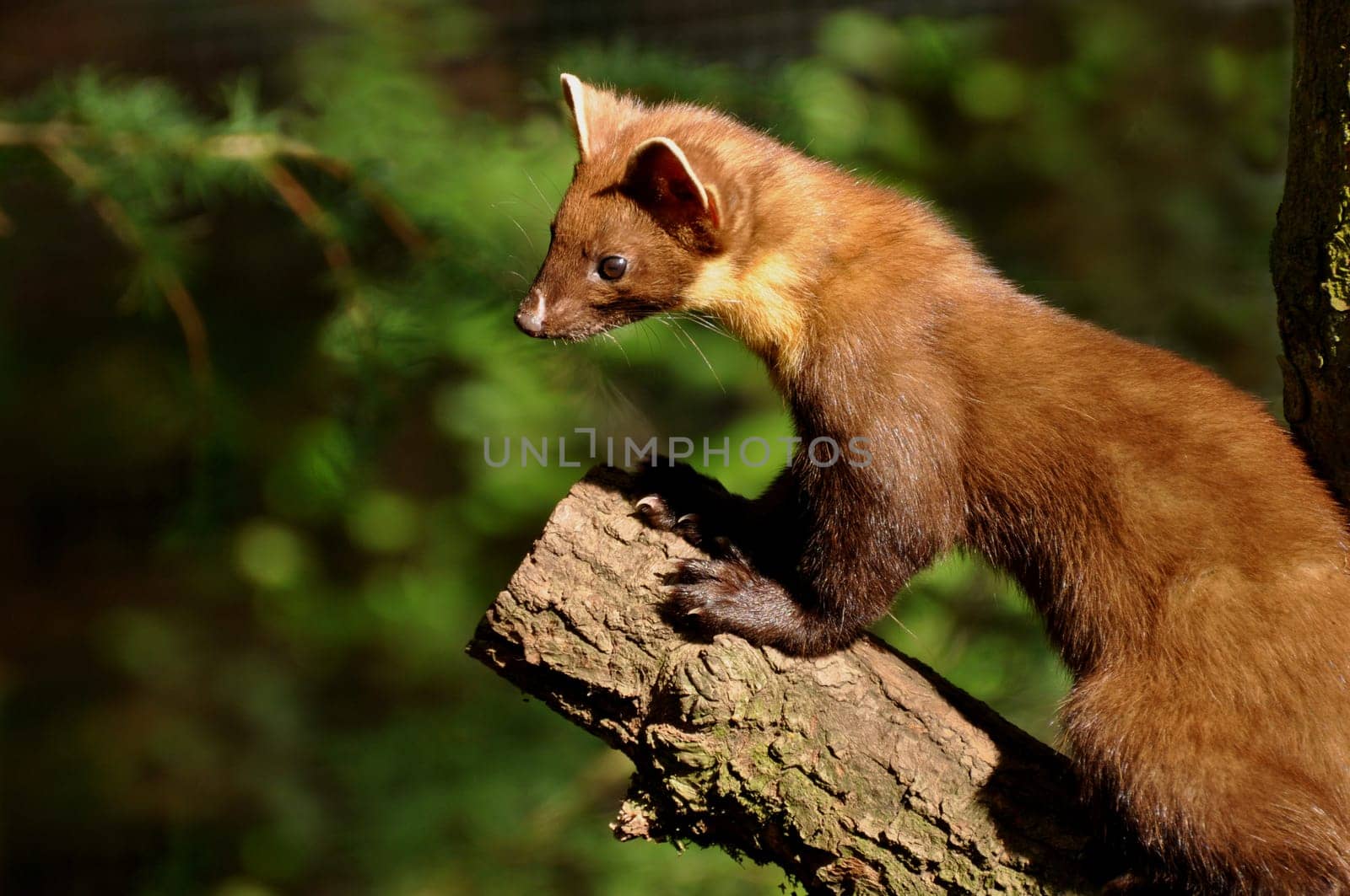 Pine marten 2