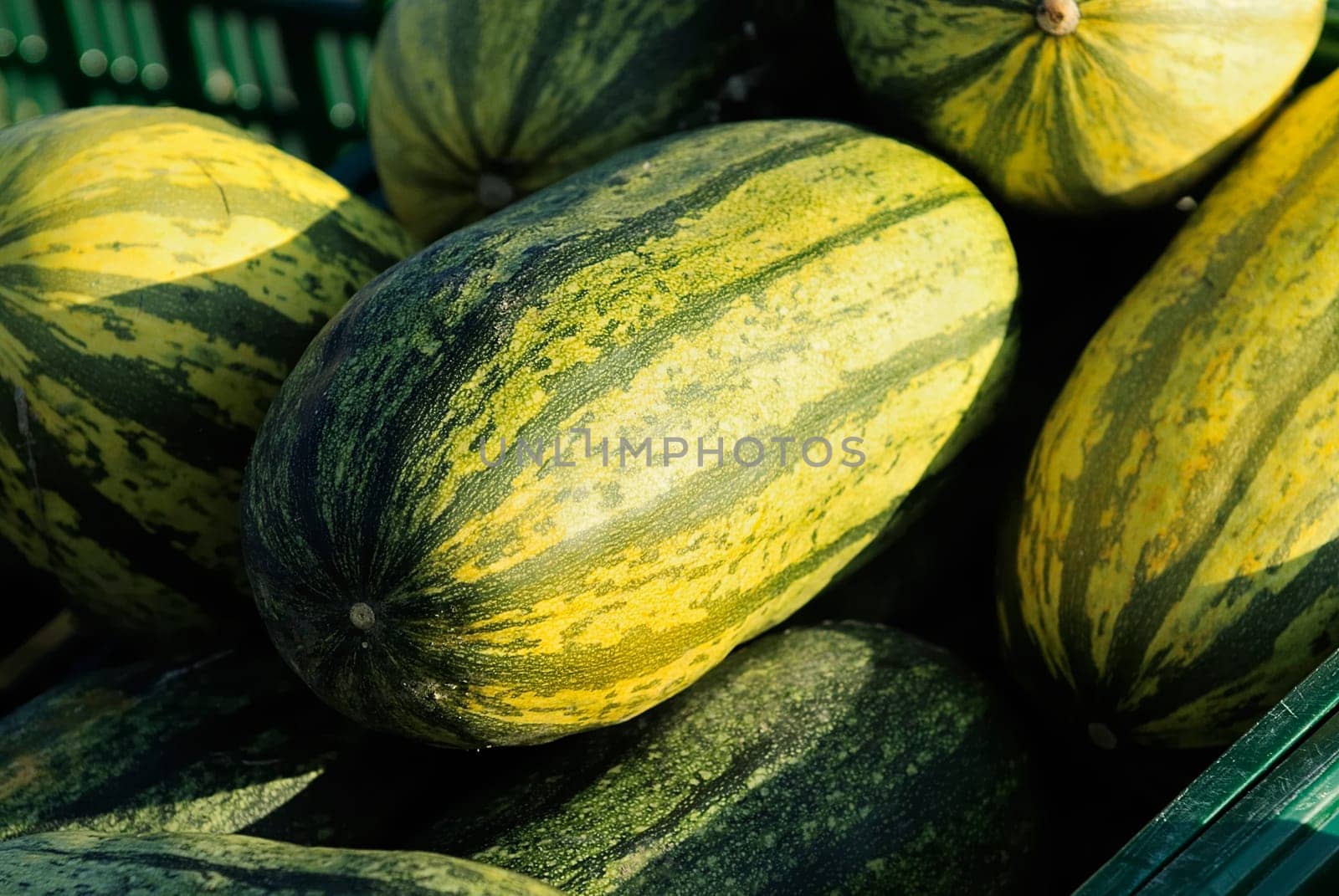 Pumpkin 15