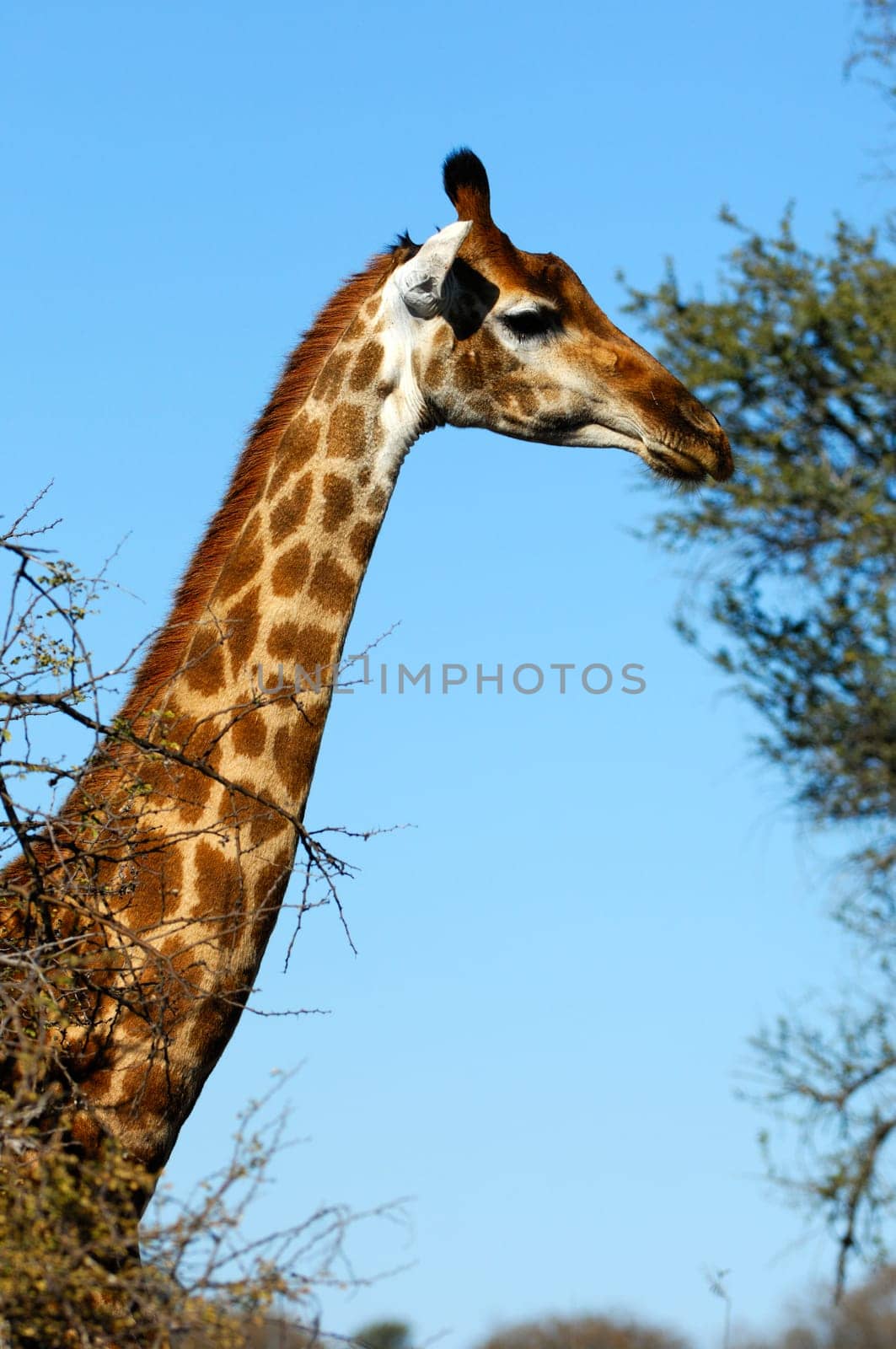 Giraffe (Giraffe camelopardalis)