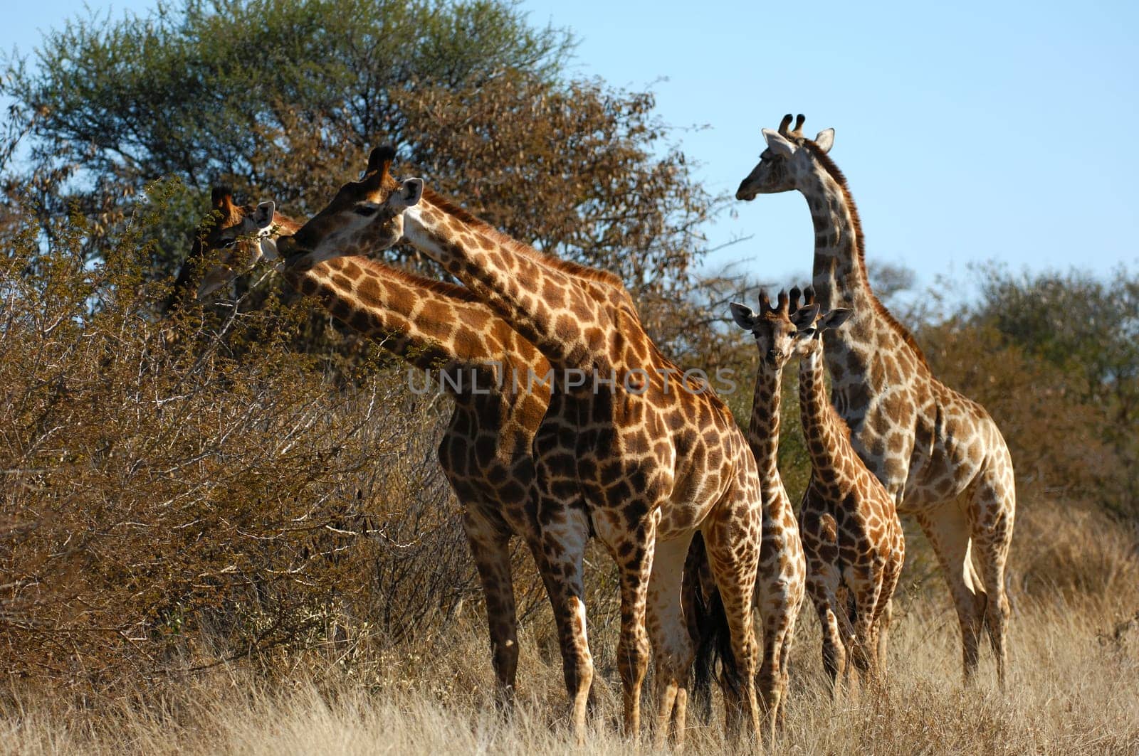 Giraffe family with cubs