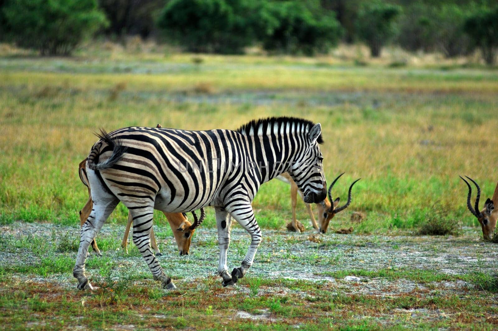 Steppe zebra (Equus burchell),Africa
