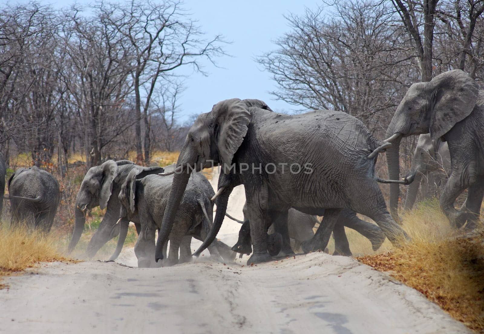 Herd of African elephants crossing road,Botswana