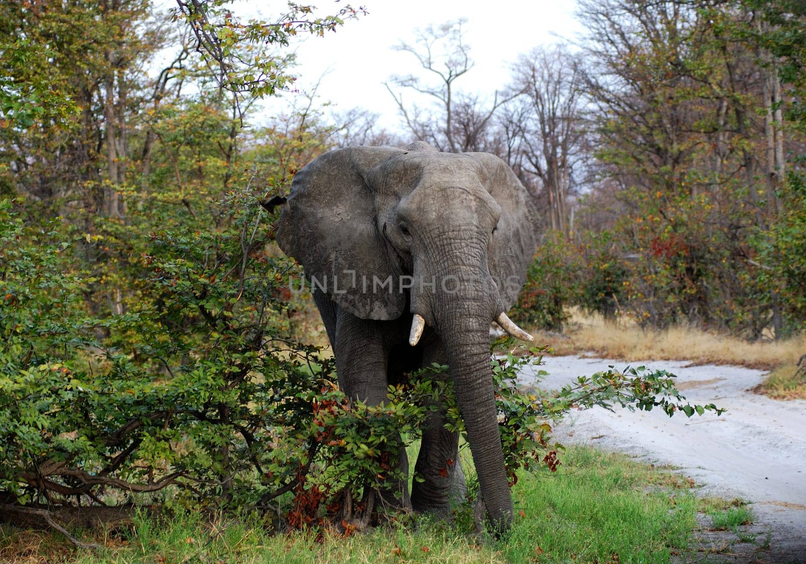 old bull elephant