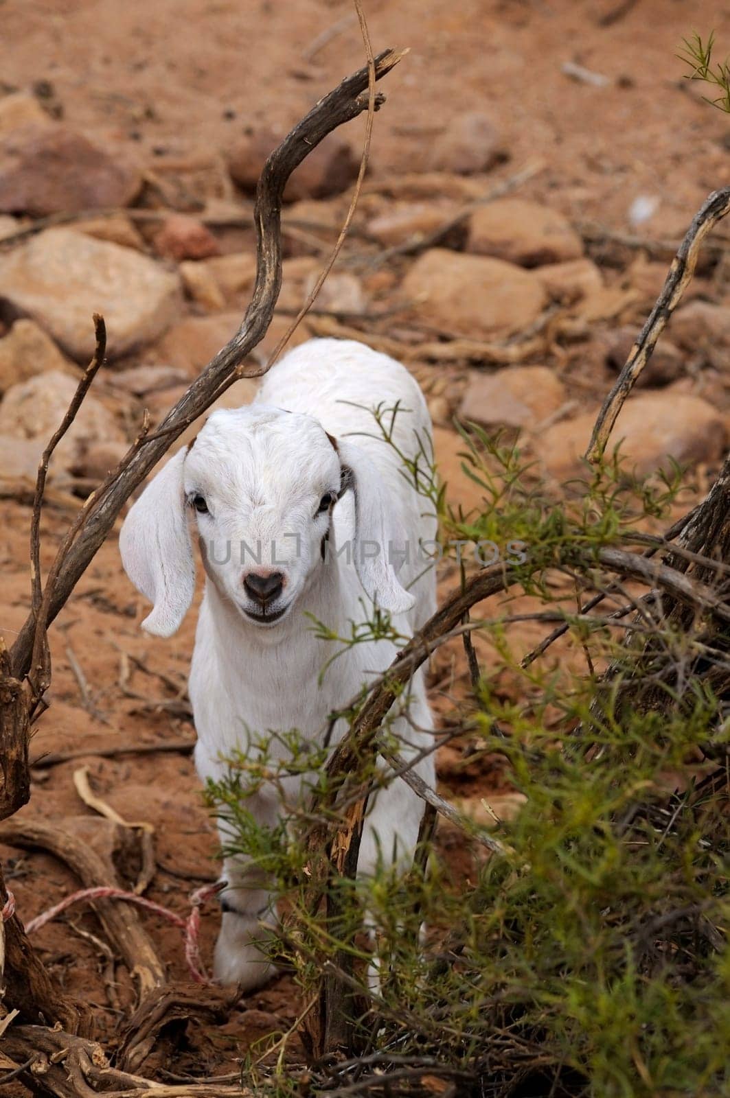 Goat lamb