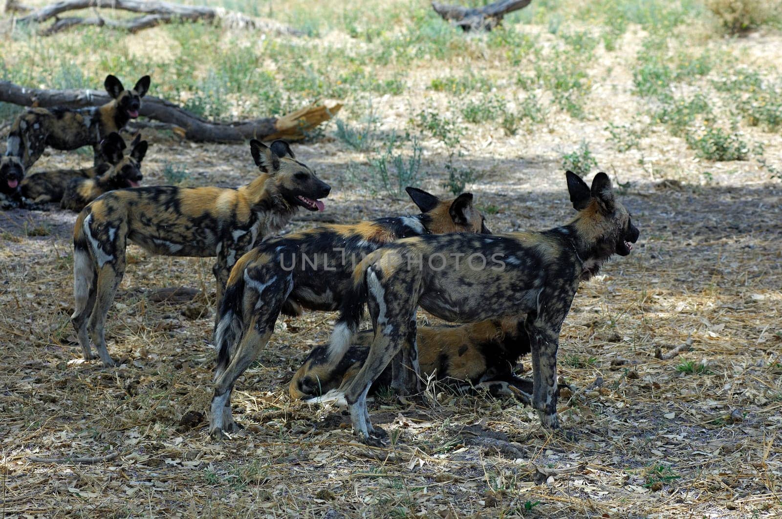 African wild dog (Lycaon pictus),Botswana