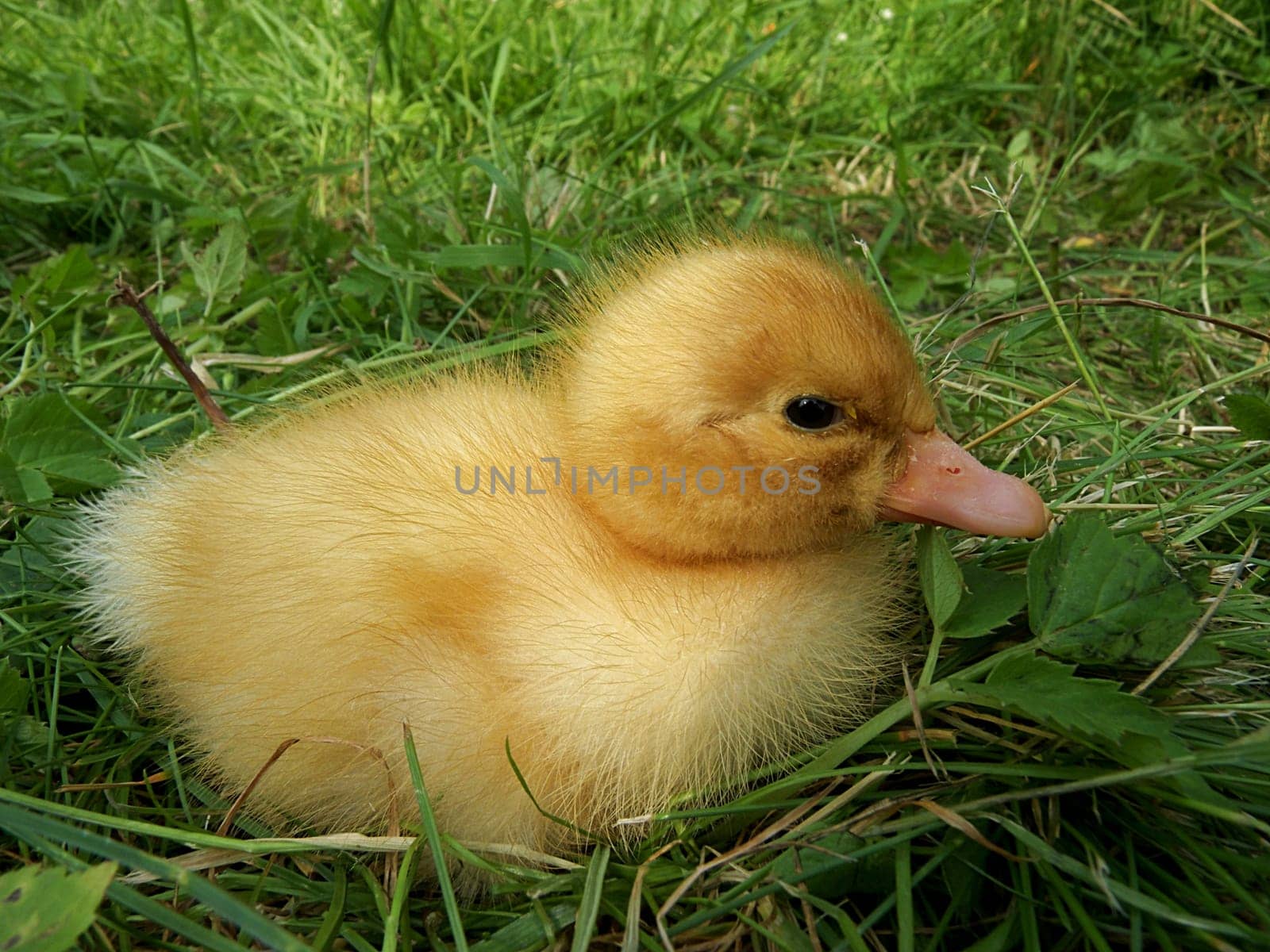 Little Duck