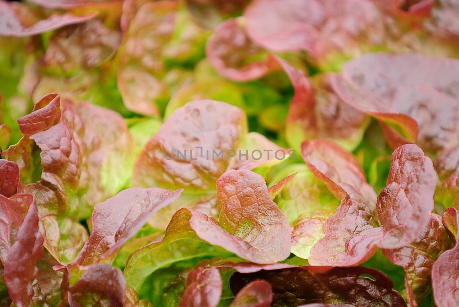 Salad Field 9