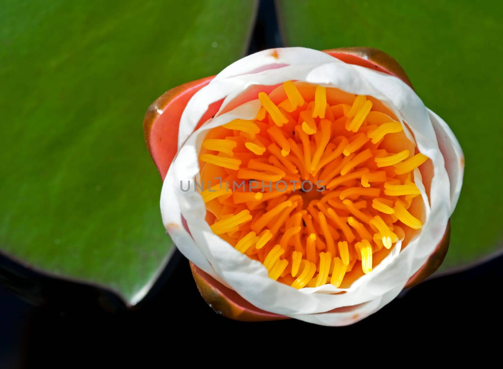 Water lily in the evening