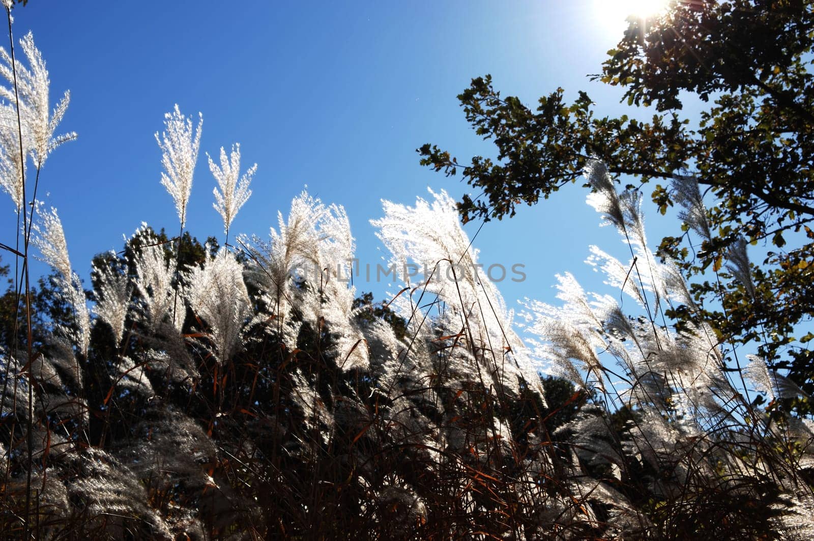 Tall white grass.