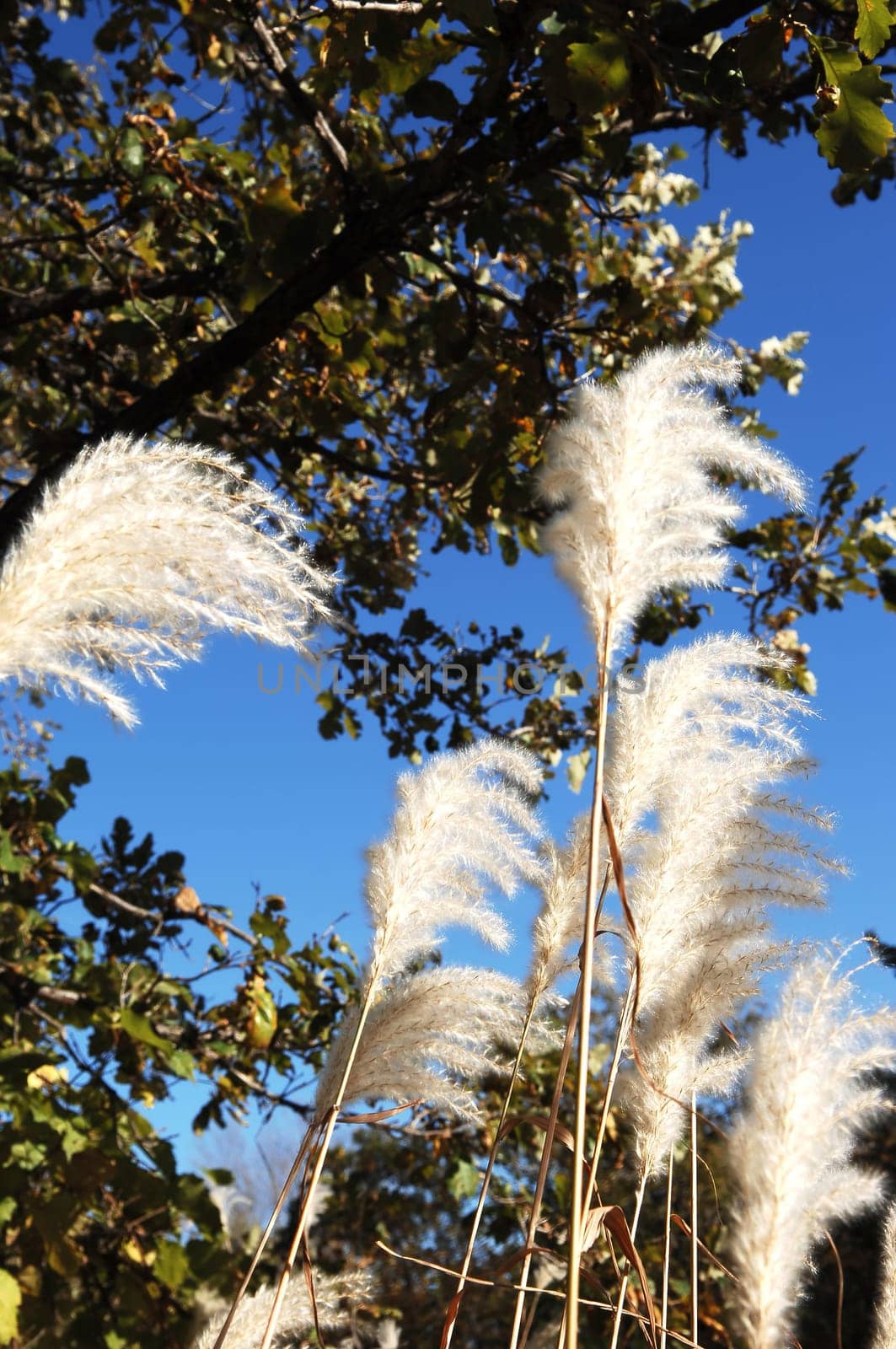 Tall white grass.