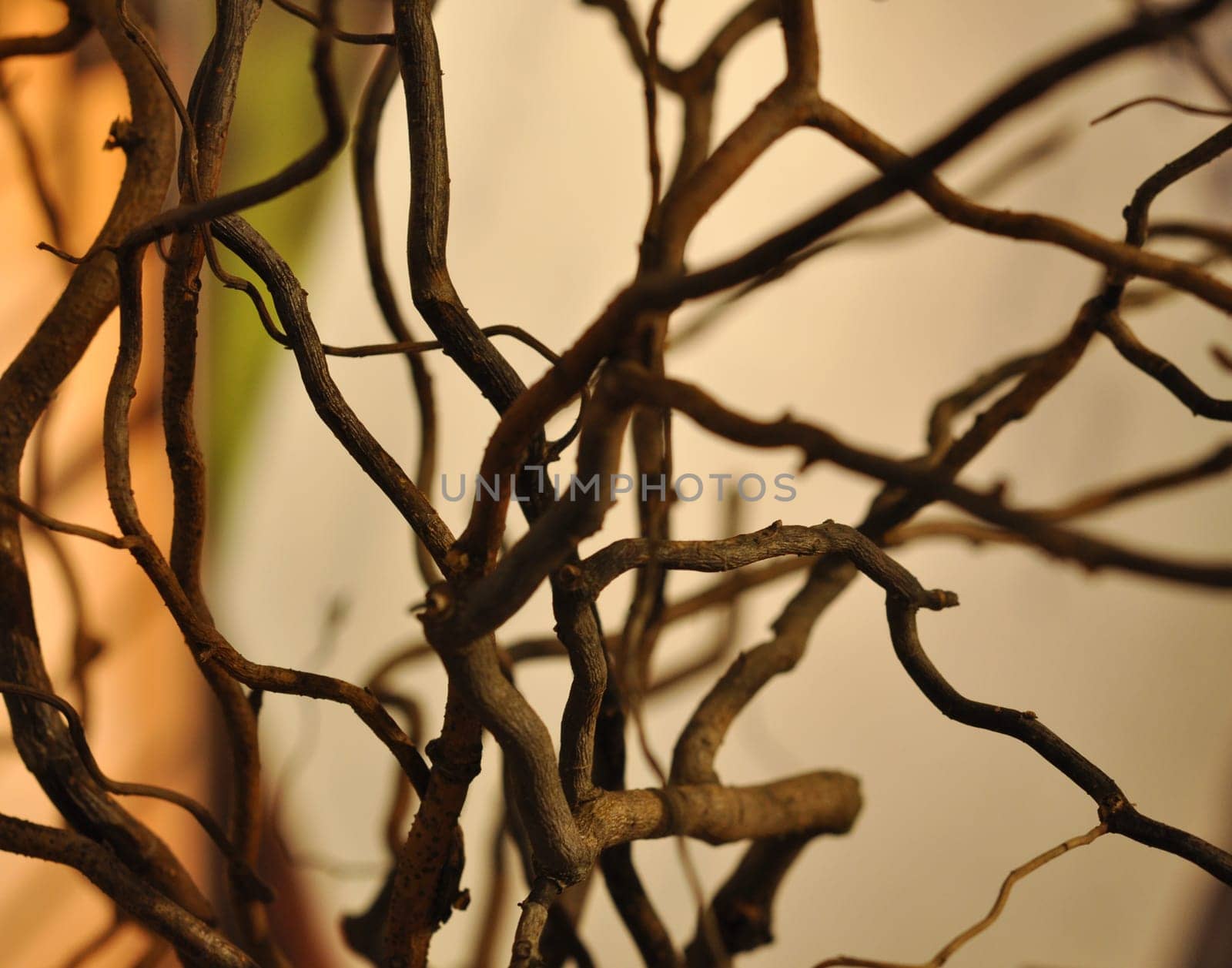 Tree branches