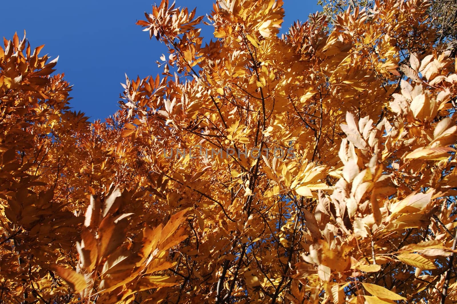 Golden fall leaves.
