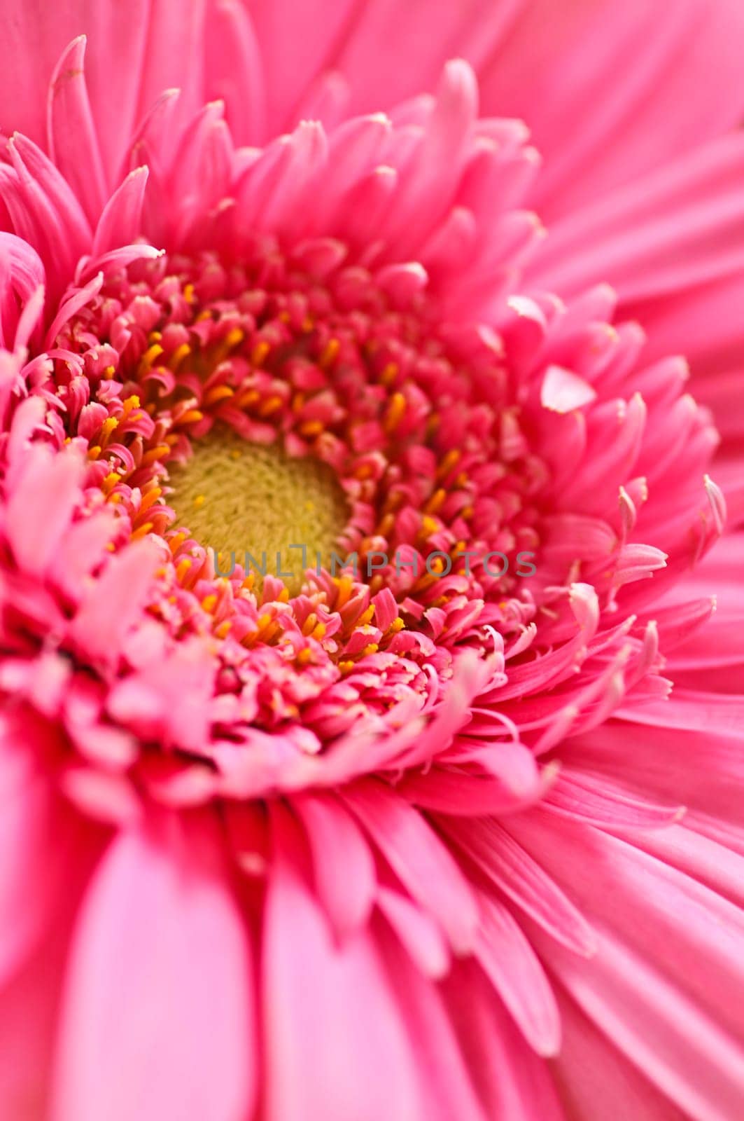 Gerbera flower