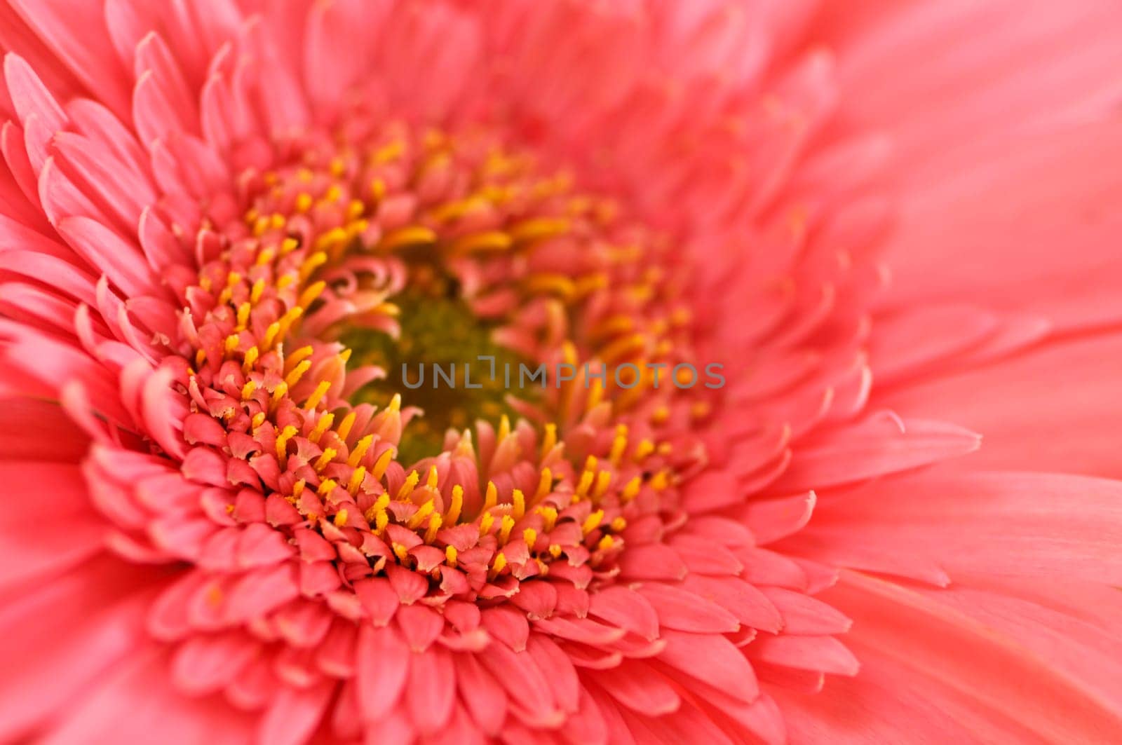 Gerbera flower