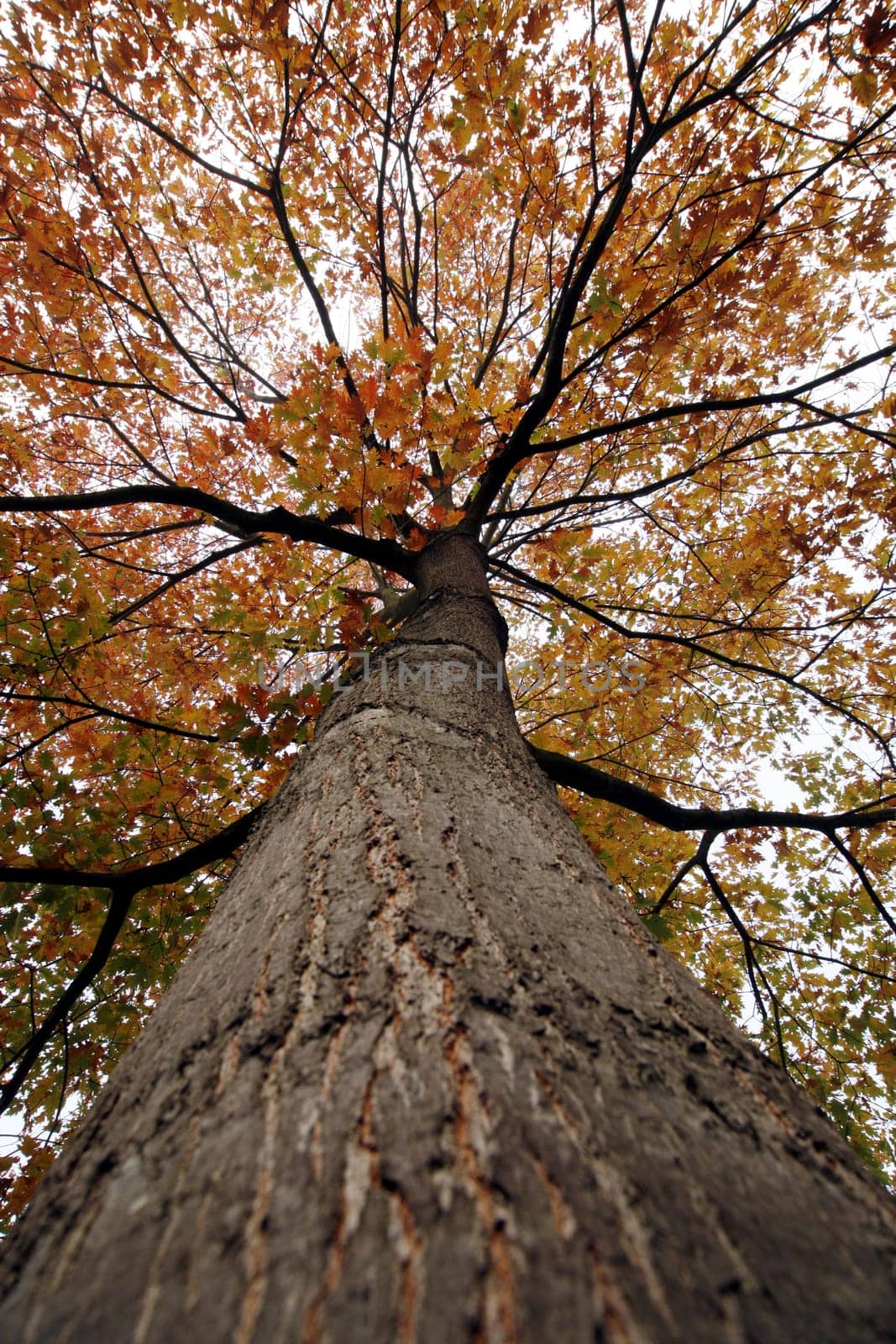 American red oak in autumn leaves