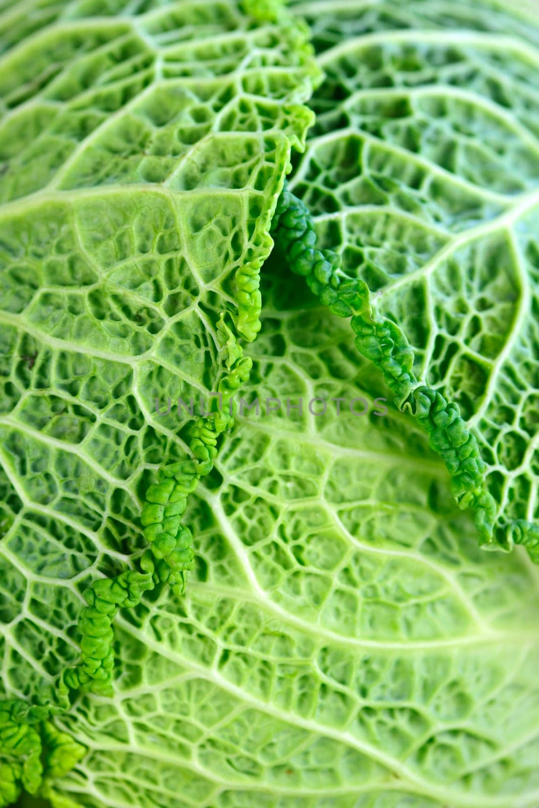 Closeup of green cabbage leaves