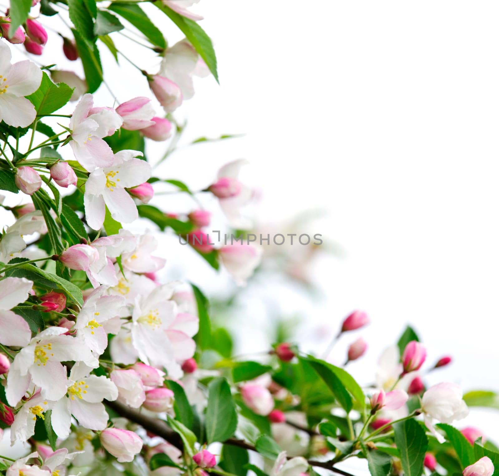 Apple blossoms background