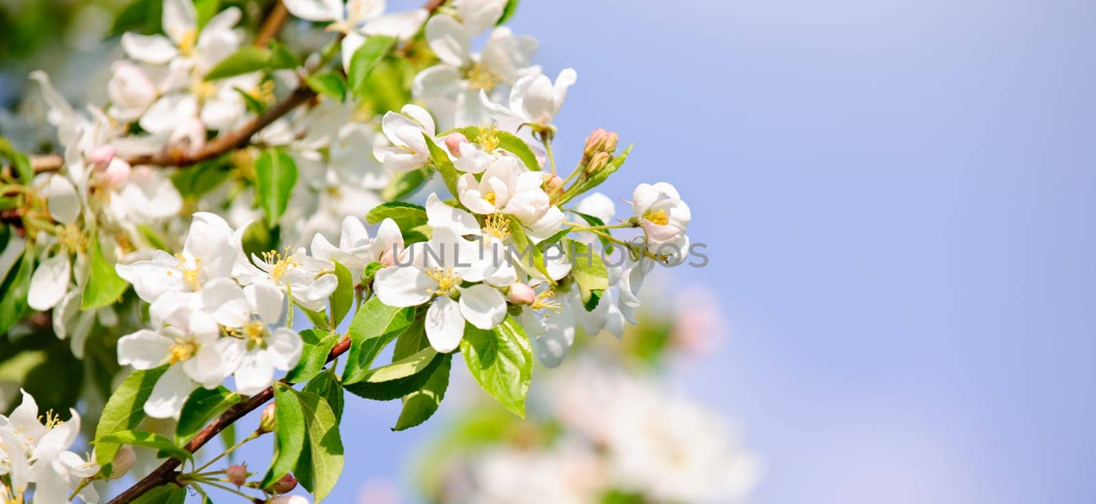 Blooming apple tree