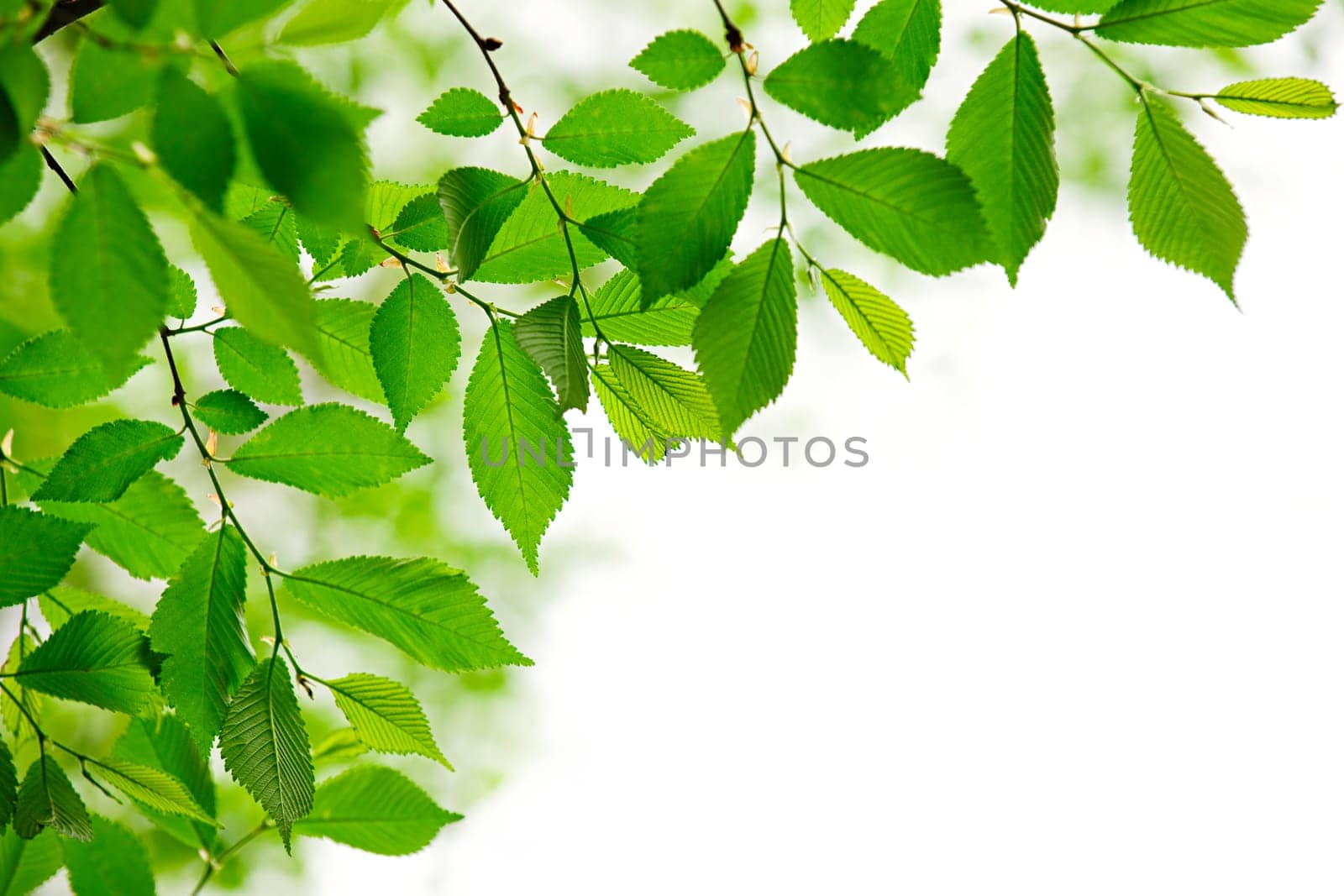 Green spring leaves on white background