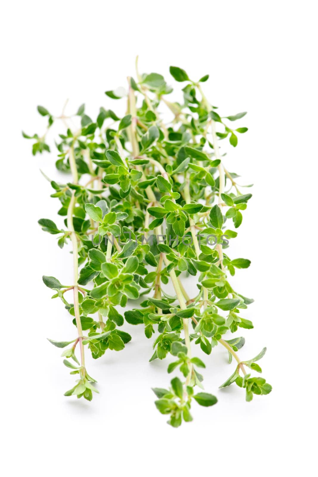 Fresh thyme on white background