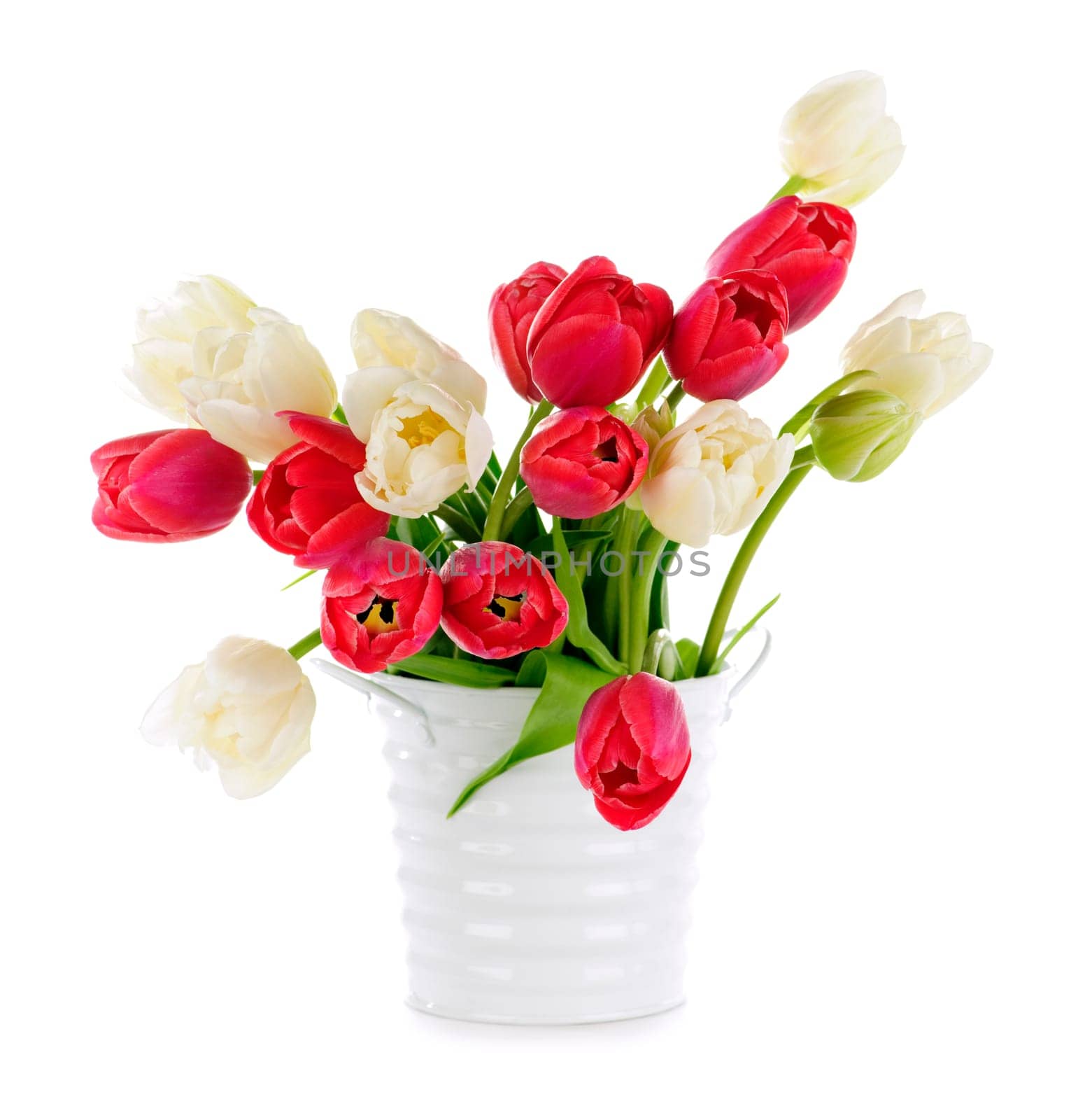 Red and white tulips