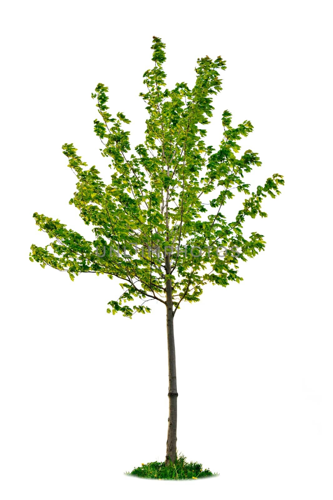Isolated young maple tree