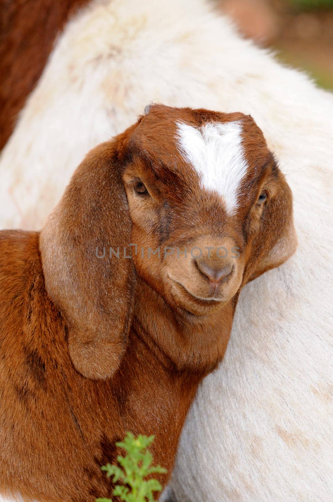 Young goat