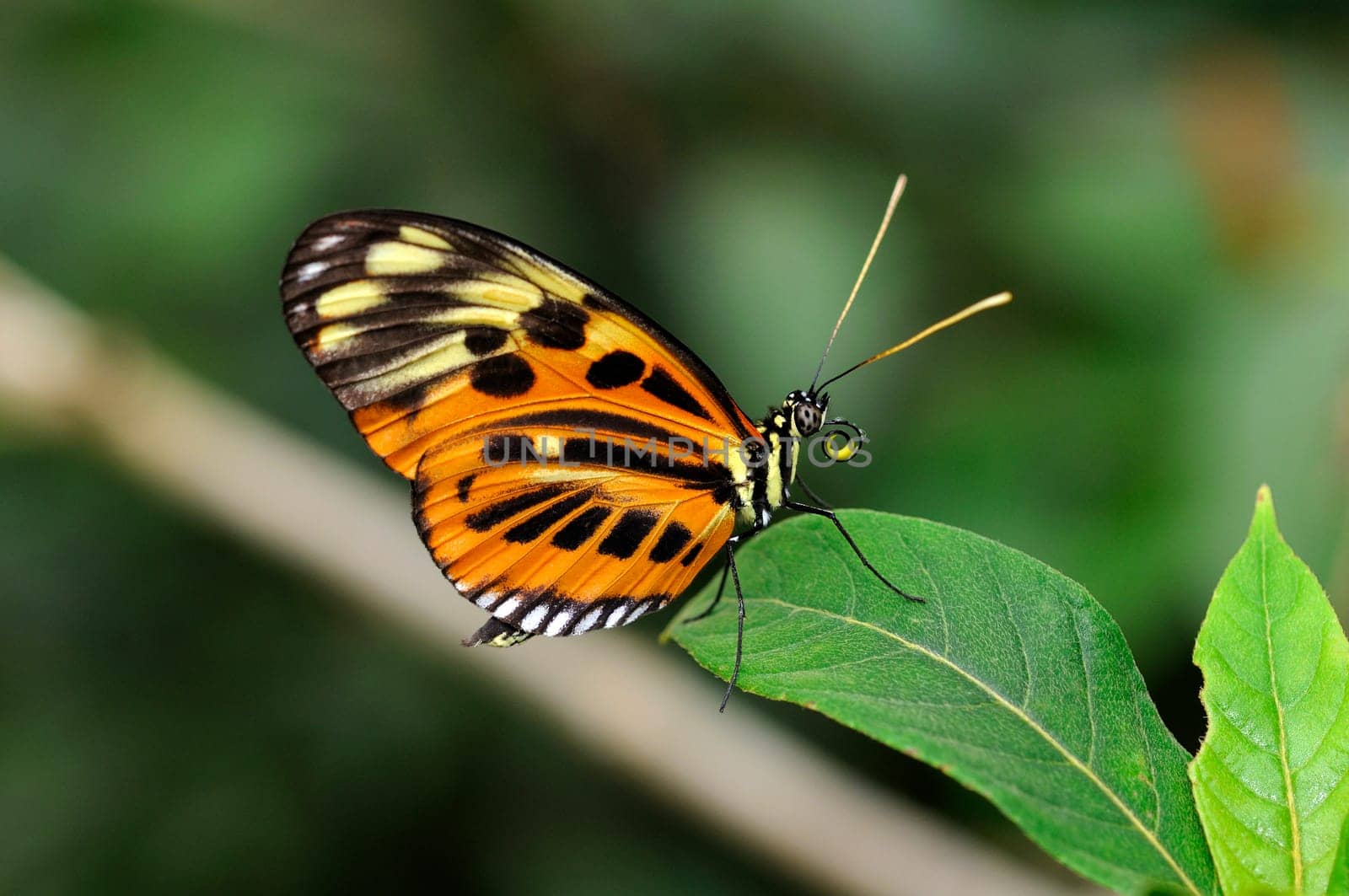 Heliconius xanthocles,Nymphalidae,Noble butterfly