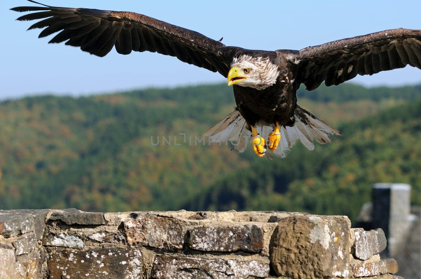 Lesser spotted eagle approaching for landing
