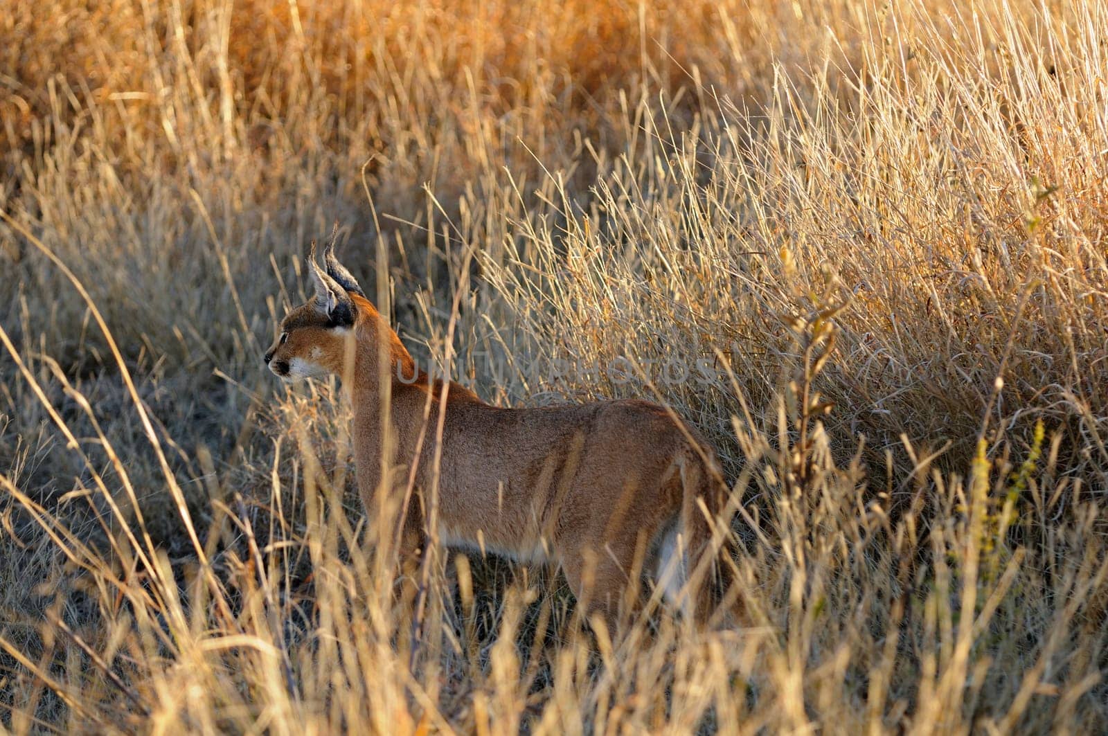 Caracal,Caracal caracal,Madikwe Game Reserve,South Africa