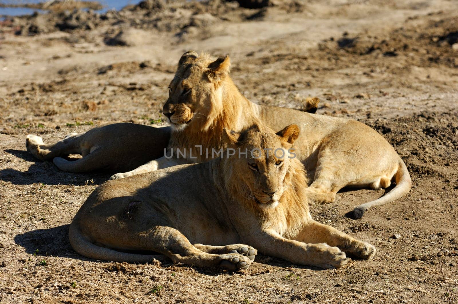 Young Lions,South Africa