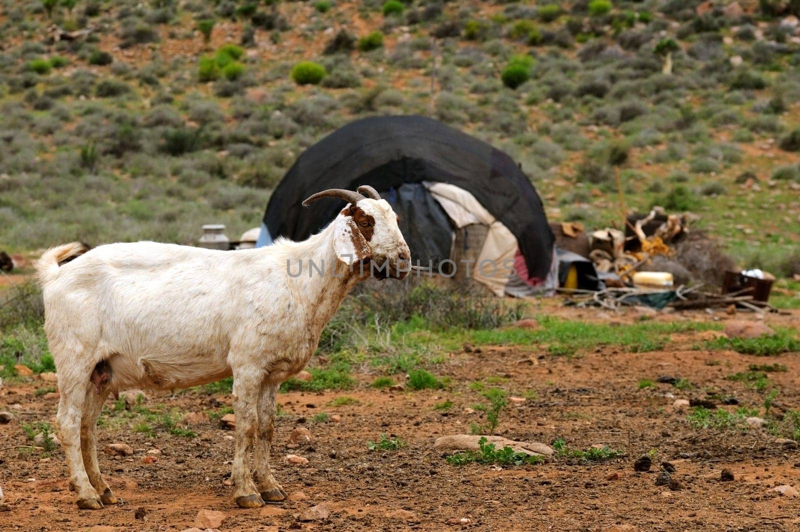 Goat at the Shepherd's Tent,South Africa