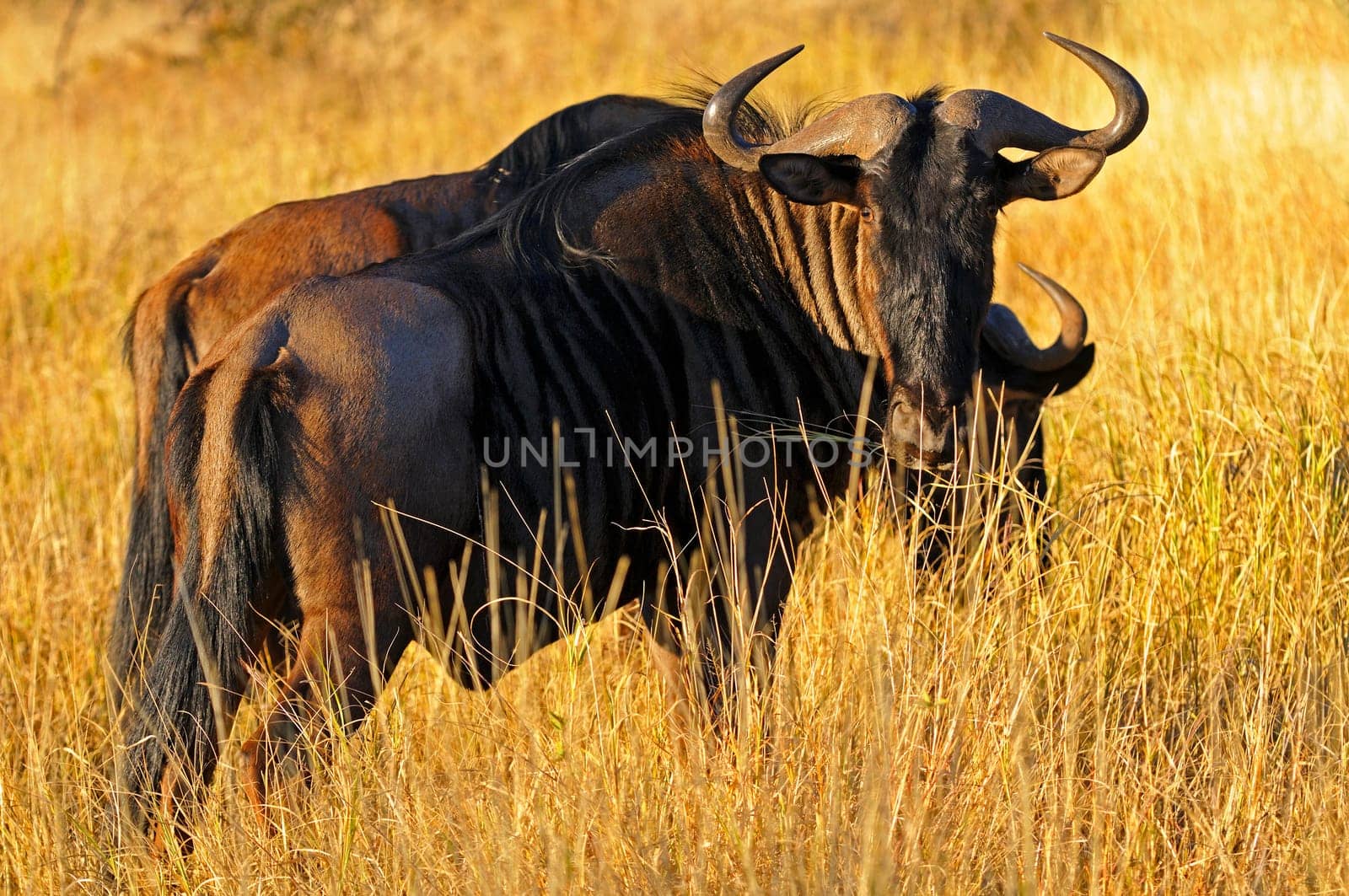 Striped wildebeest,Africa