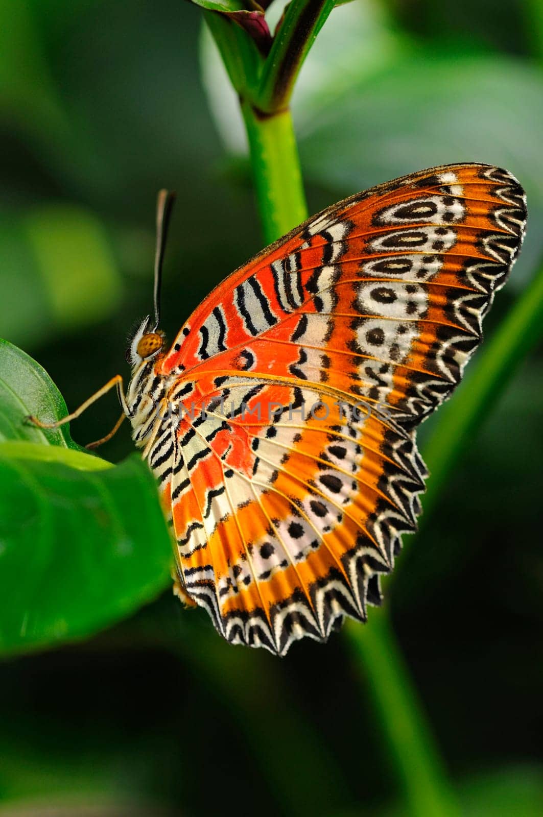 Lace Butterfly