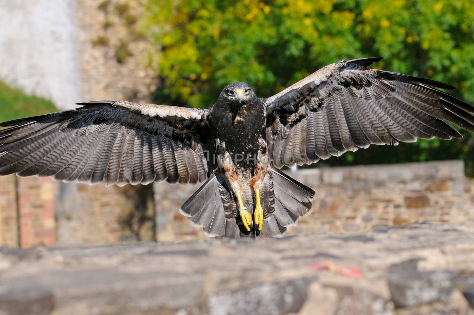 Cordillera eagle approaching for landing