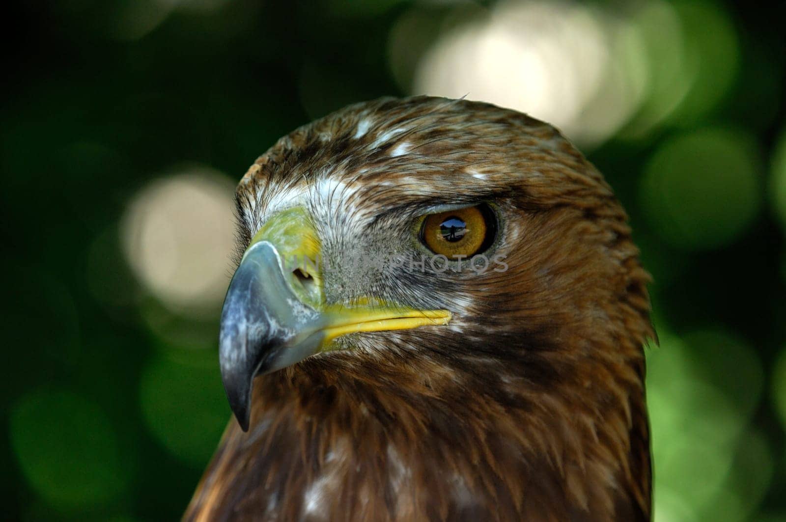 Golden eagle