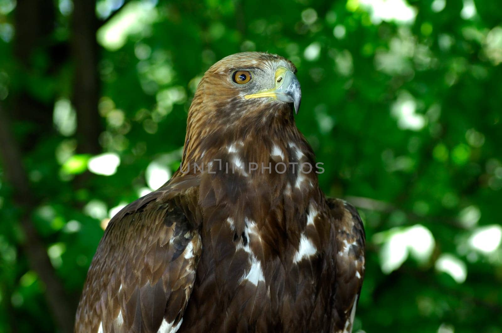 Golden eagle