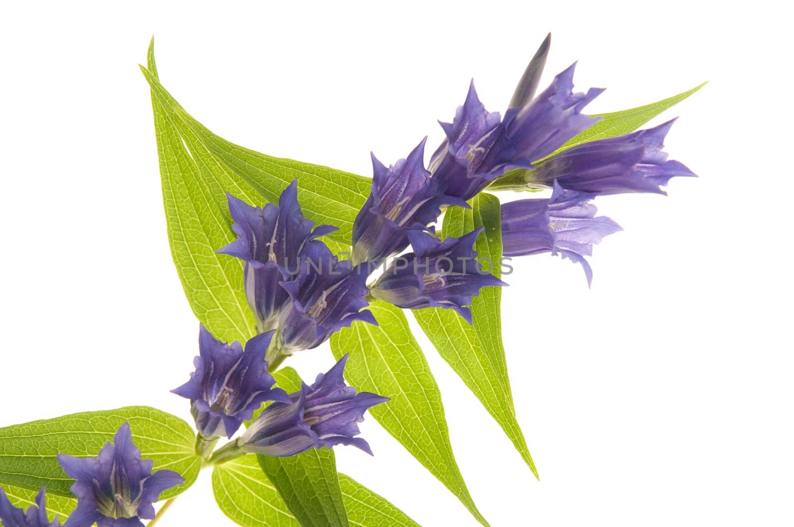 Gentiana asclepiadea 2