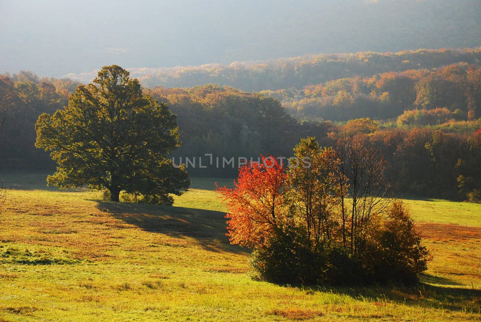 Autumn Meadow