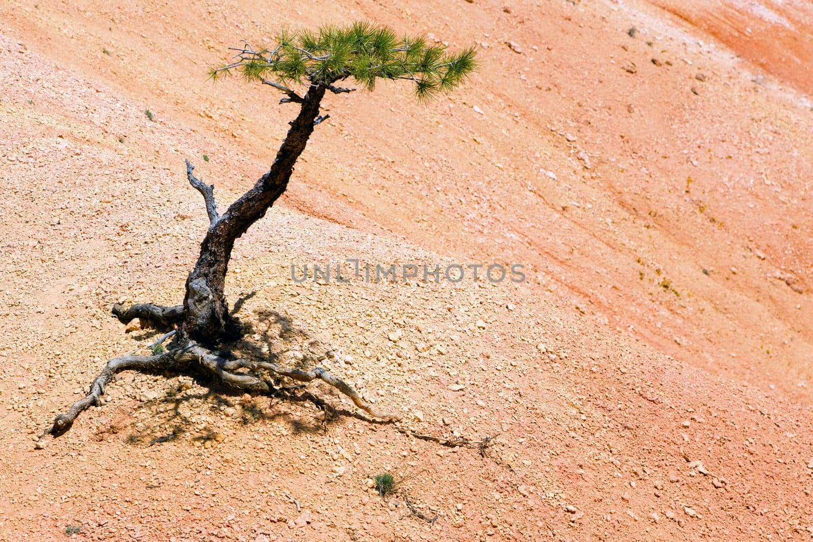Lone Tree in Bryce Canyon