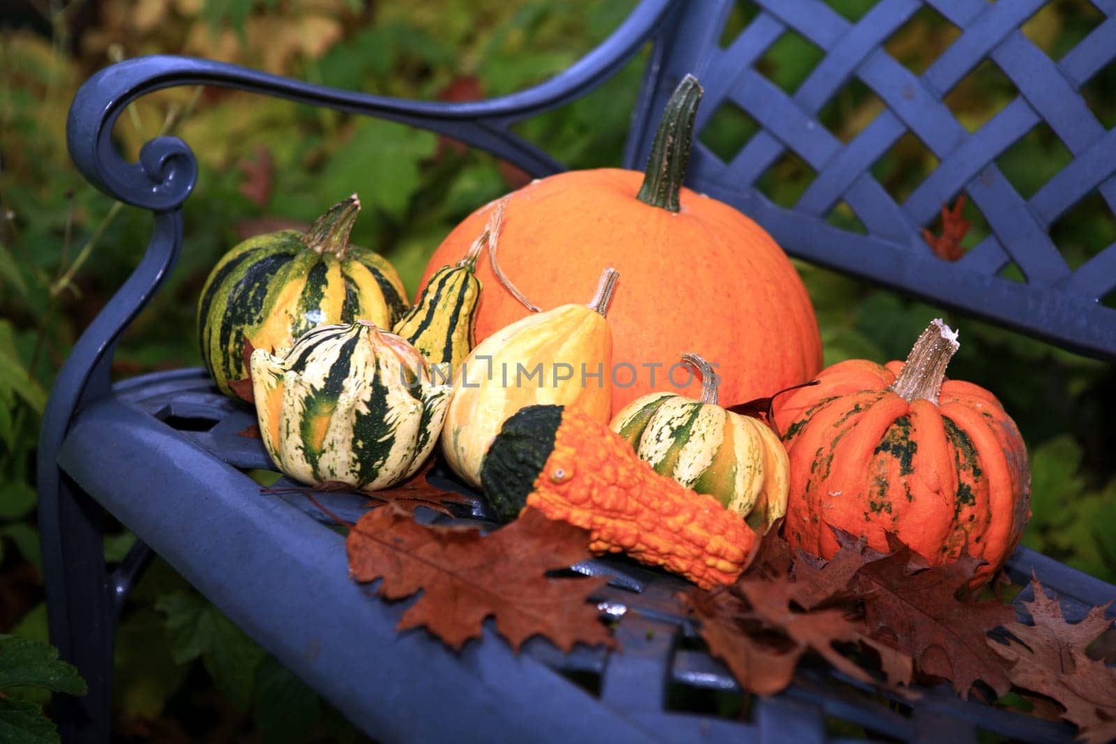 Autumn decoration on garden bench