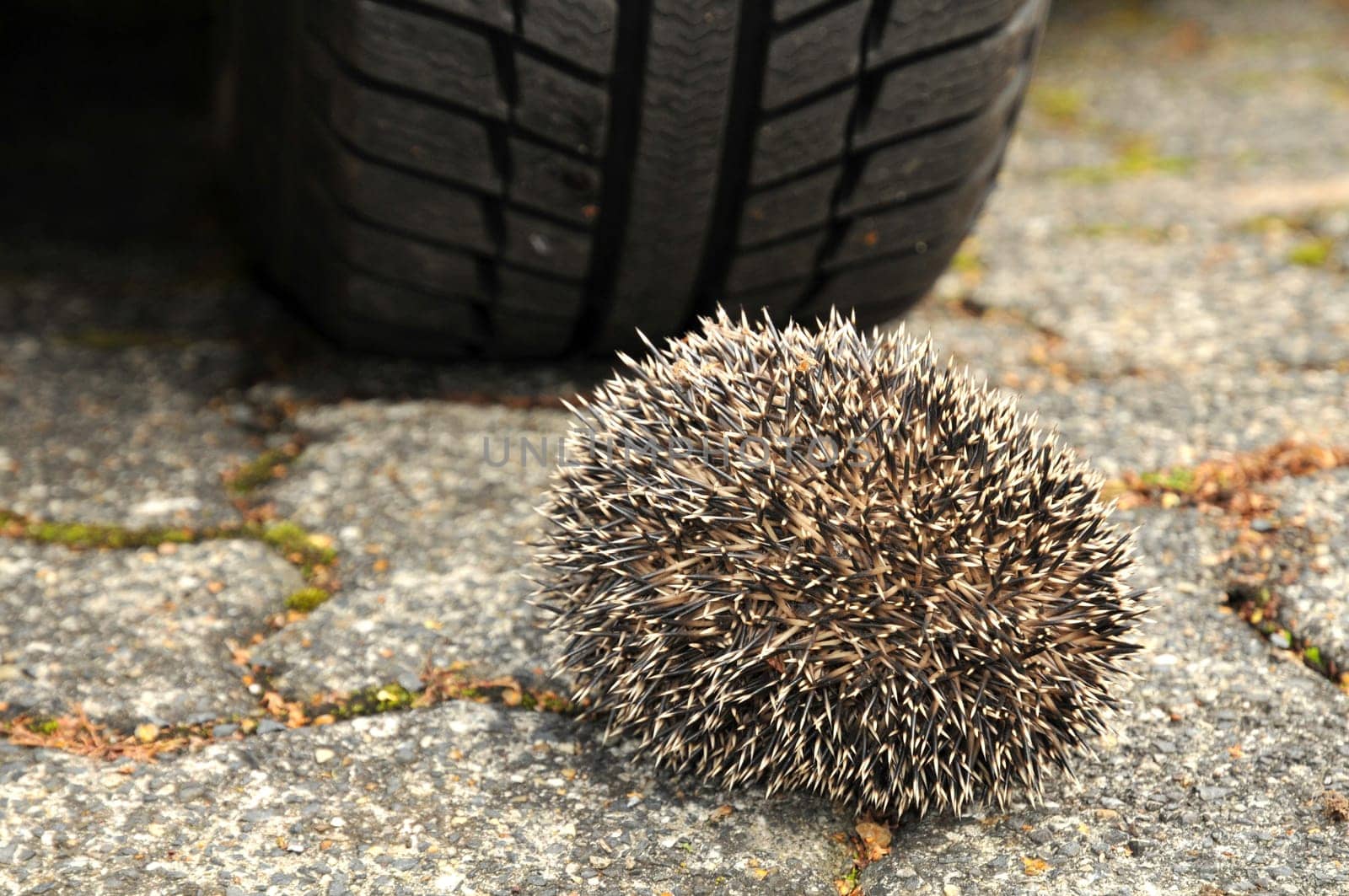Hedgehog