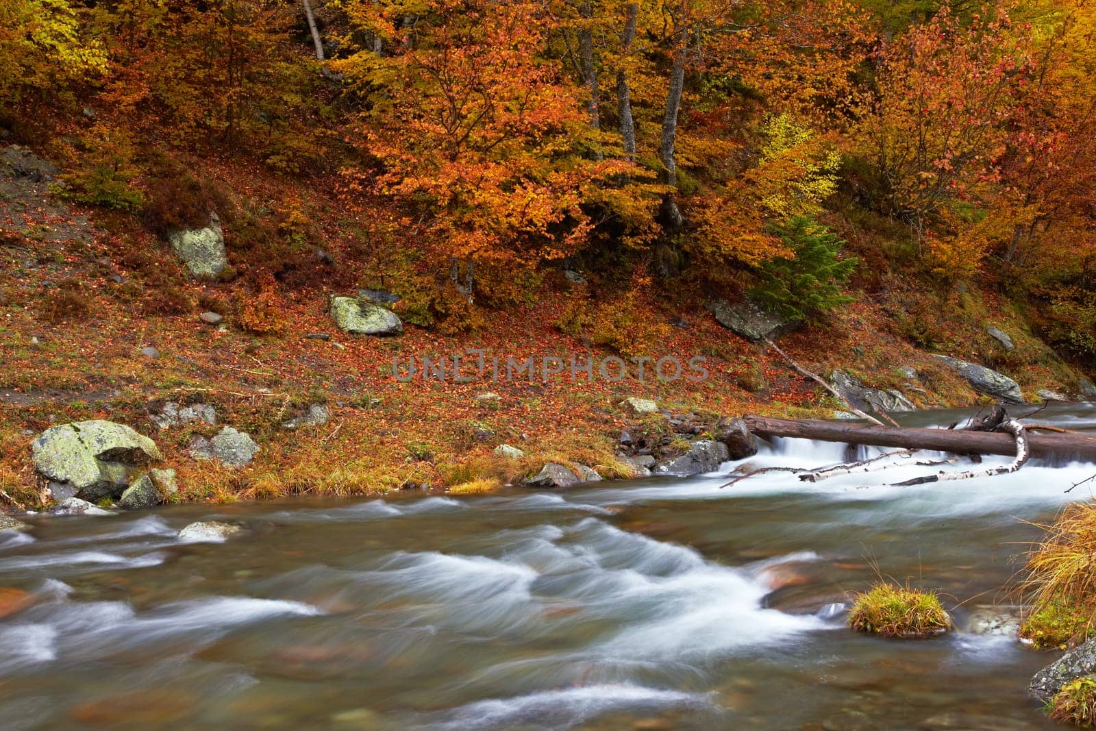 Autumn brook