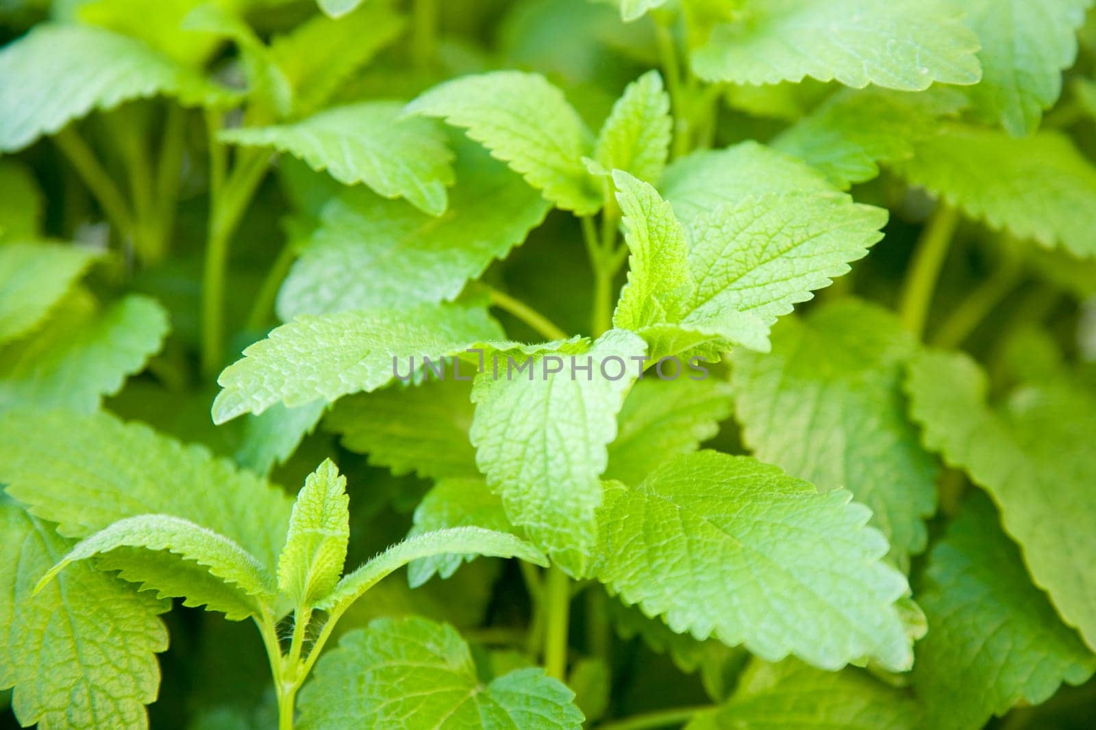 Mint - menthe