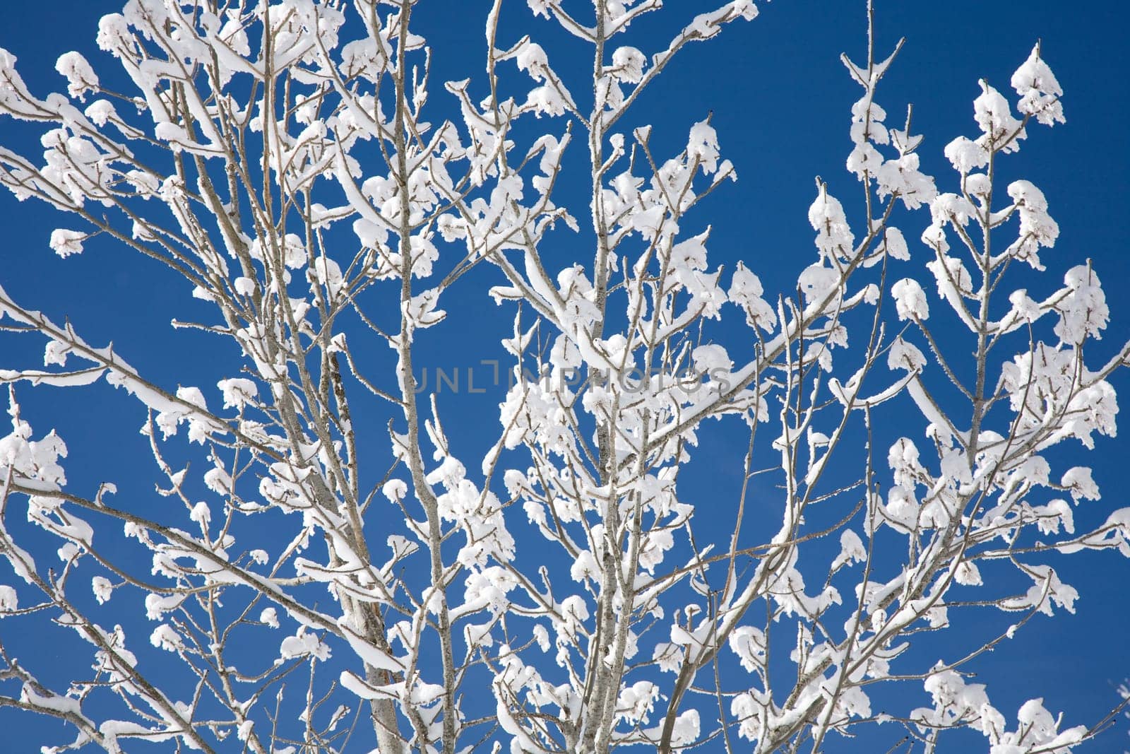 Hoarfrost
